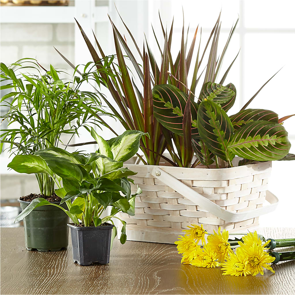Florist Designed Blooming and Green Plants in a Basket – Menlo Florist, Menlo Park CA
