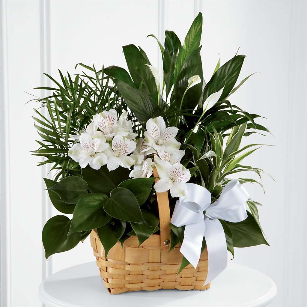 Peace & Serenity Dishgarden – Menlo Florist, Menlo Park CA