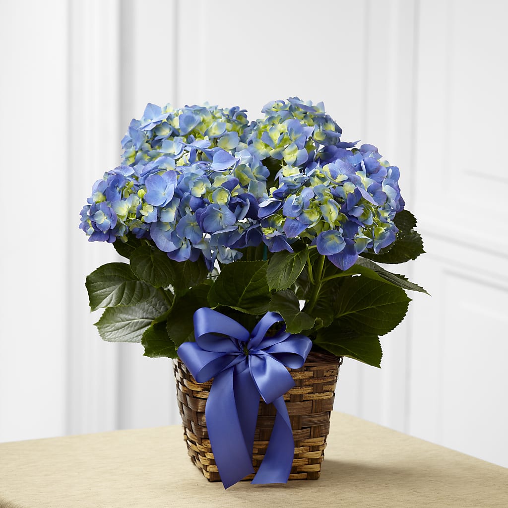 Blue Hydrangea Planter – Menlo Florist, Menlo Park CA
