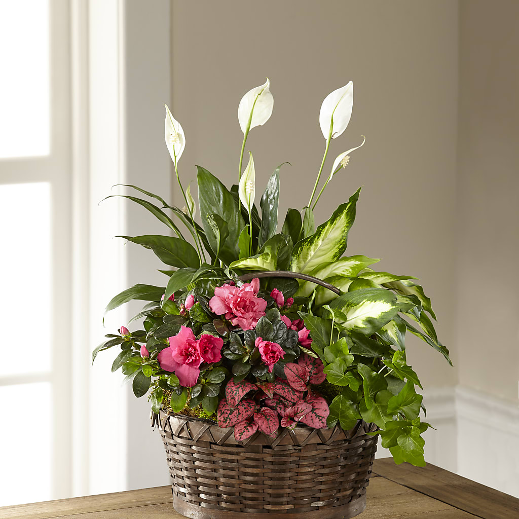Dream in Pink Dishgarden – Menlo Florist, Menlo Park CA