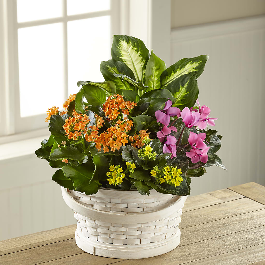 Color Crush Dishgarden – Menlo Florist, Menlo Park CA