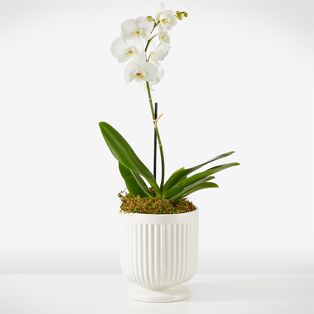 Whispering White Orchid – Menlo Florist, Menlo Park CA