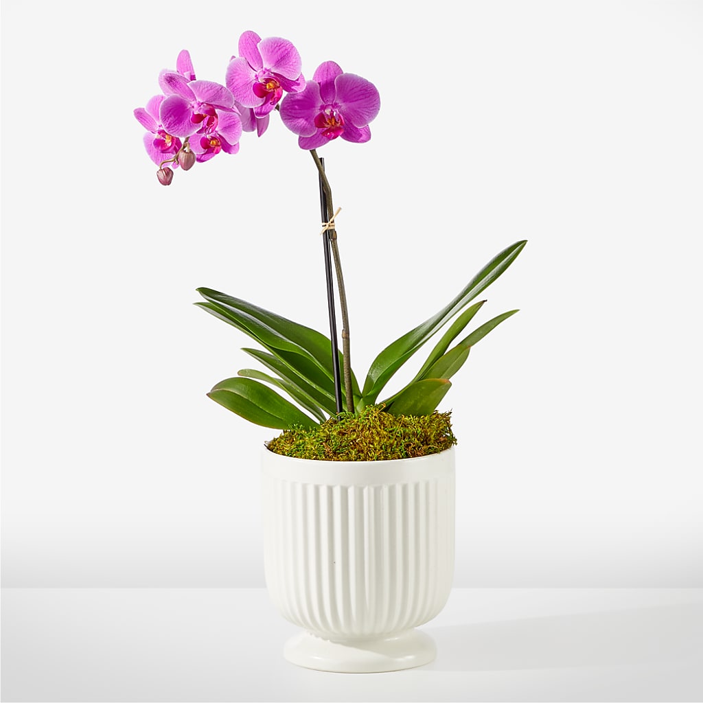 Friendly Fuchsia Orchid – Menlo Florist, Menlo Park CA