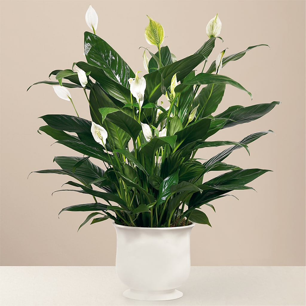 Comfort Planter – Menlo Florist, Menlo Park CA