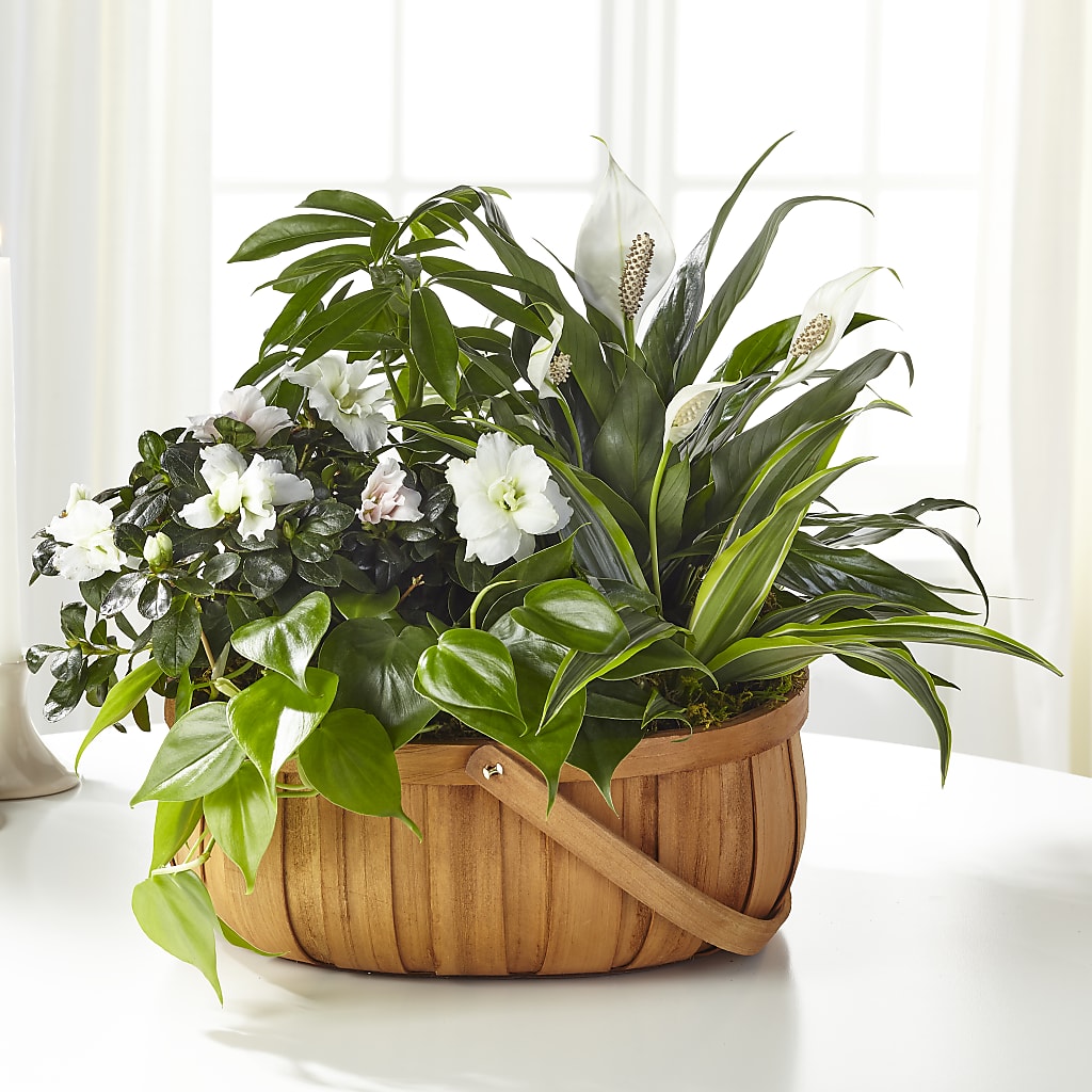 Serene Dishgarden – Menlo Florist, Menlo Park CA