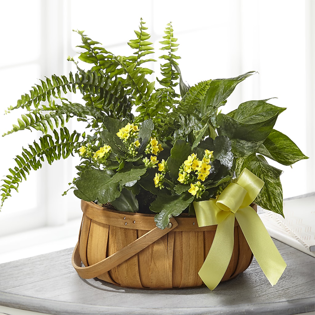 Always Dear Dishgarden – Menlo Florist, Menlo Park CA