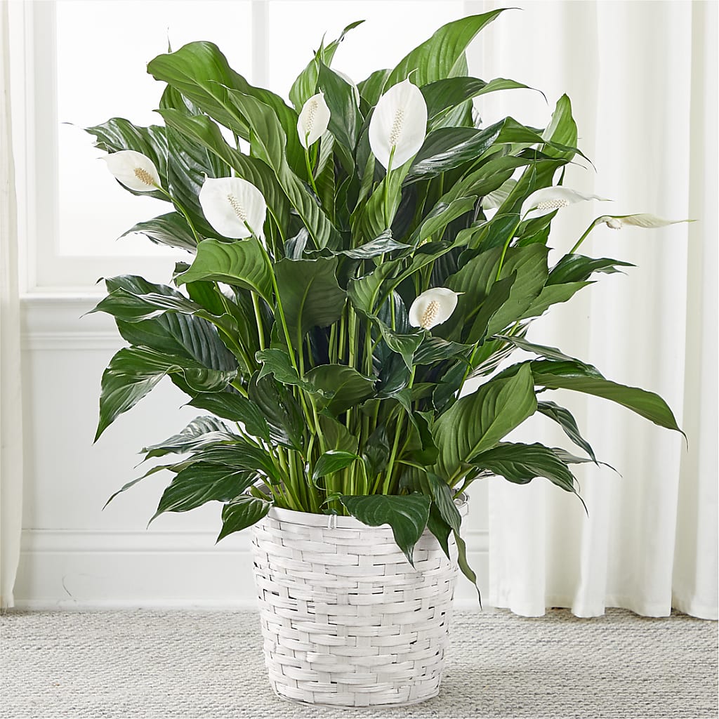 A New Leaf Peace Lily – Menlo Florist, Menlo Park CA
