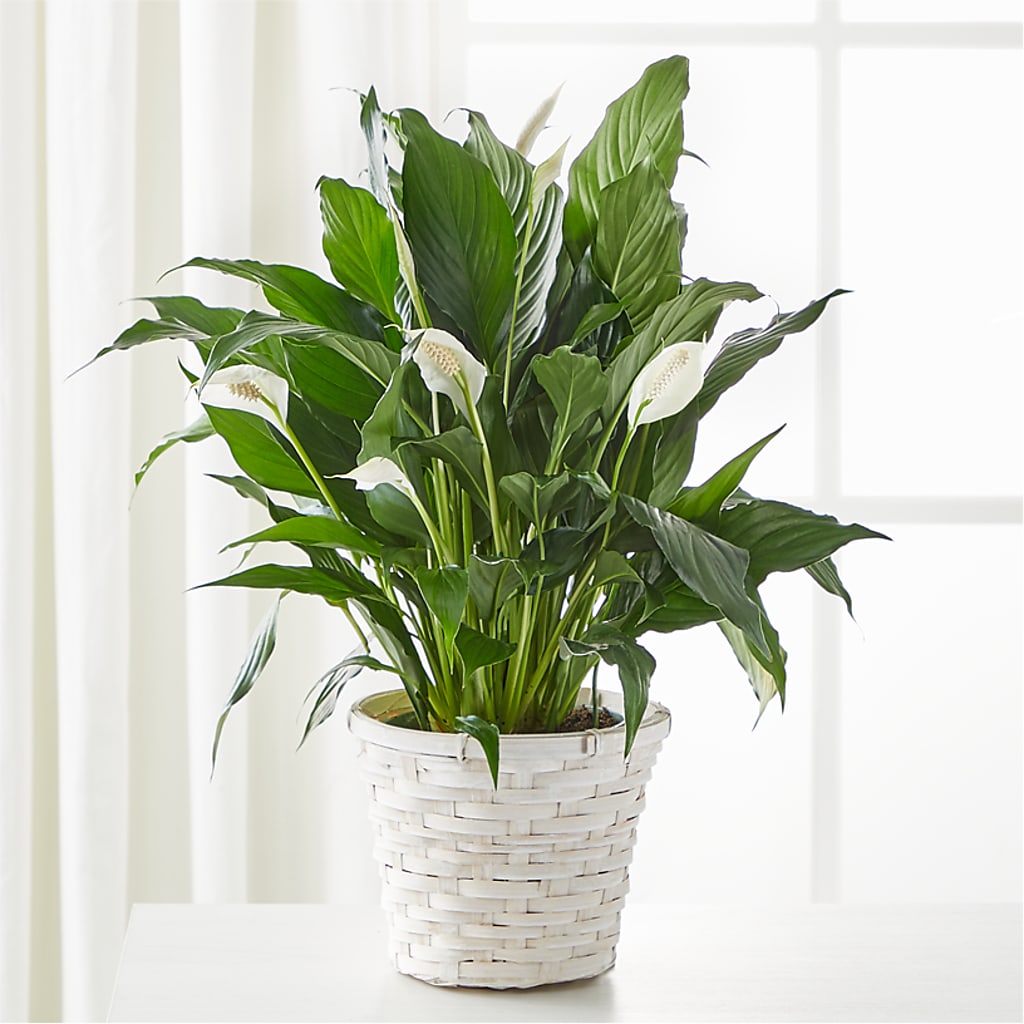 A New Leaf Peace Lily – Menlo Florist, Menlo Park CA