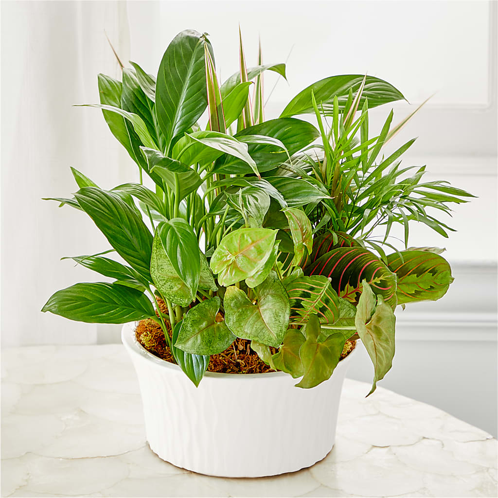Balance & Harmony Dishgarden – Menlo Florist, Menlo Park CA