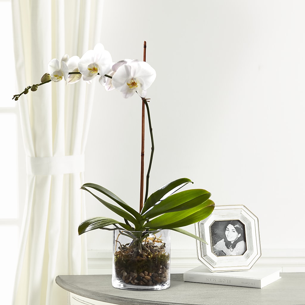 White Orchid Planter – Menlo Florist, Menlo Park CA