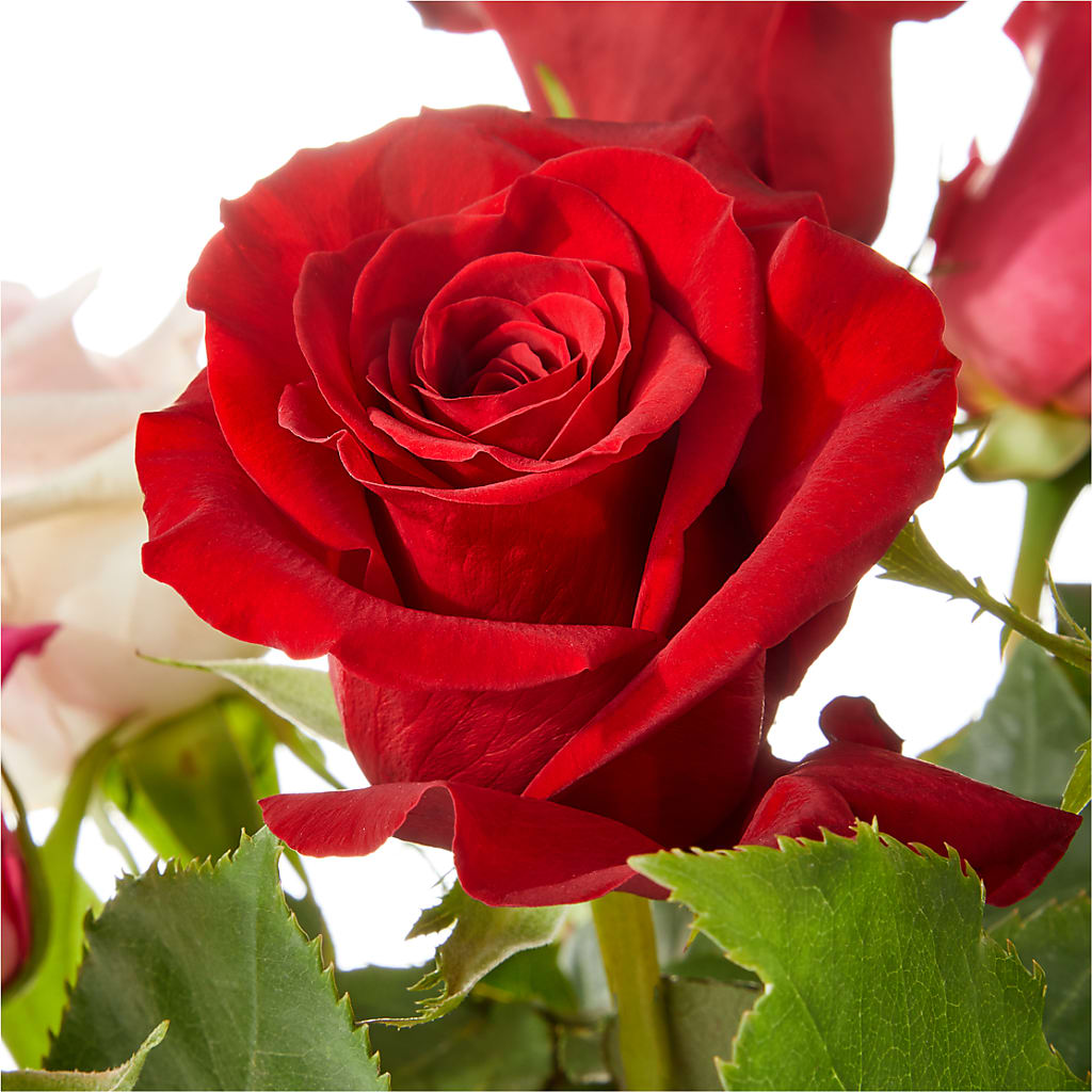 Love Notes Rose Bouquet – Menlo Florist, Menlo Park CA