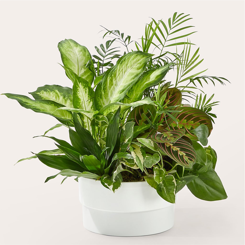 Radiating Positivity Dishgarden – Menlo Florist, Menlo Park CA