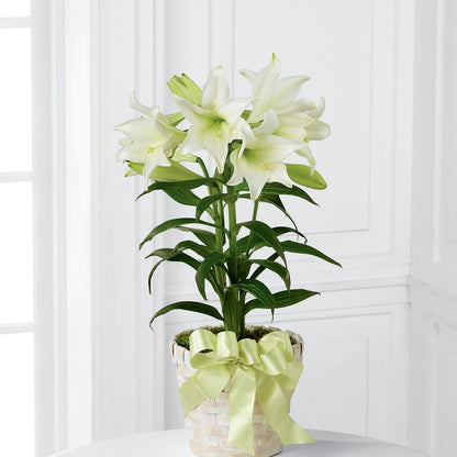 Easter Lily Plant –  Menlo Florist, Menlo Park CA