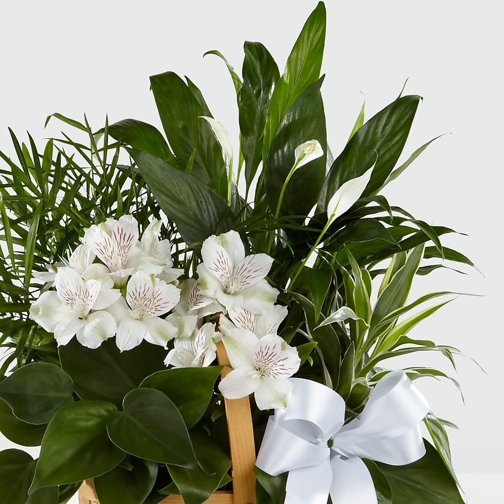 Peace & Serenity Dishgarden –  Menlo Florist, Menlo Park CA