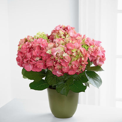 Pink Hydrangea Planter –  Menlo Florist, Menlo Park CA