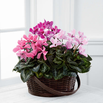 Mixed Cyclamen Planter –  Menlo Florist, Menlo Park CA