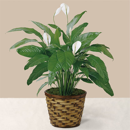 Tranquil Moments Peace Lily Plant –  Menlo Florist, Menlo Park CA