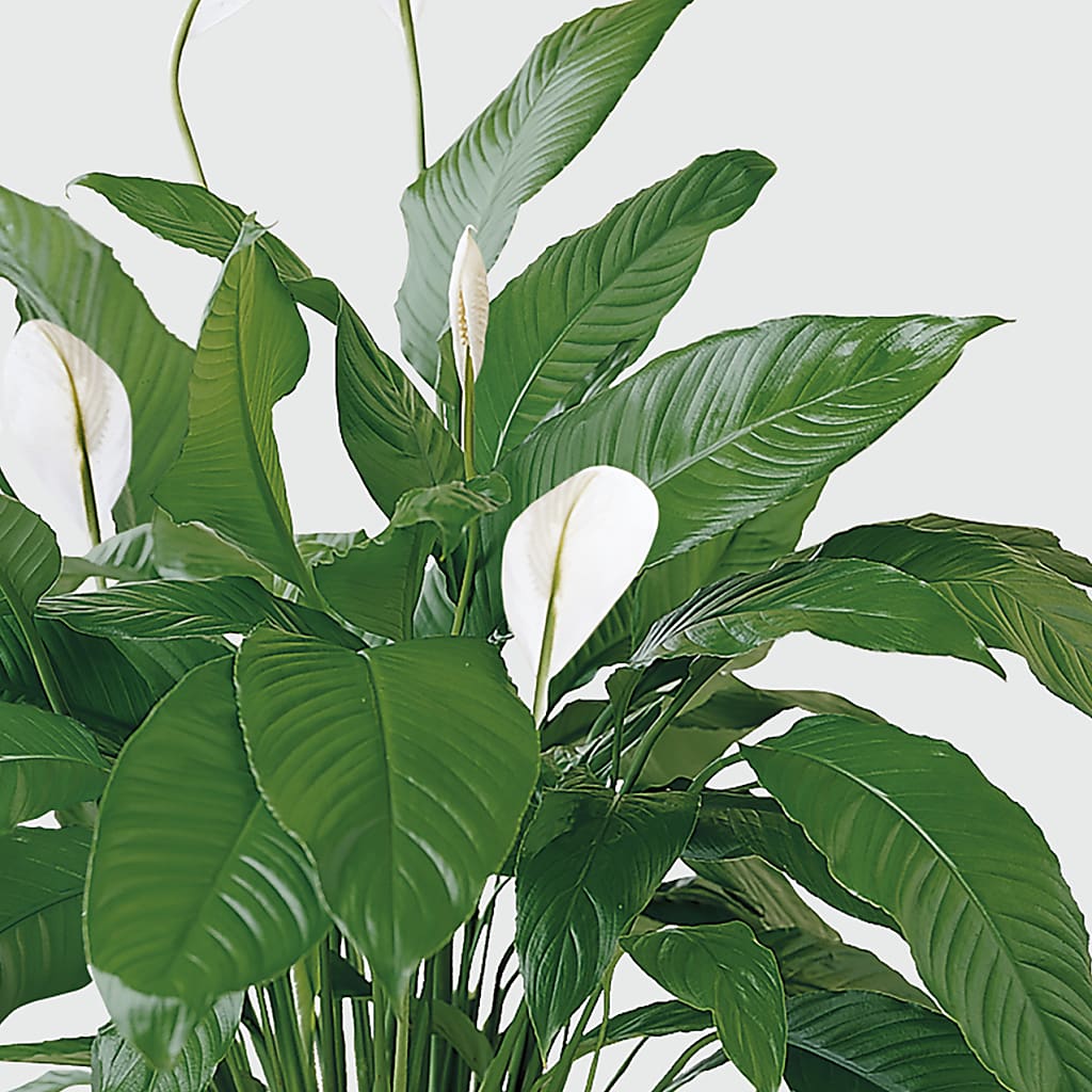 Tranquil Moments Peace Lily Plant –  Menlo Florist, Menlo Park CA