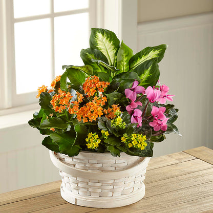 Color Crush Dishgarden –  Menlo Florist, Menlo Park CA