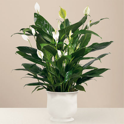 Comfort Planter –  Menlo Florist, Menlo Park CA