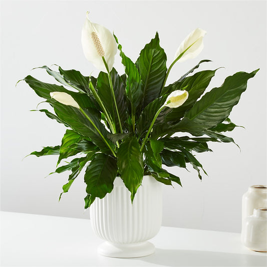 Comfort Planter –  Menlo Florist, Menlo Park CA