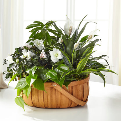 Serene Dishgarden –  Menlo Florist, Menlo Park CA