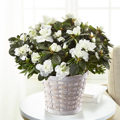 White Azalea Plant –  Menlo Florist, Menlo Park CA