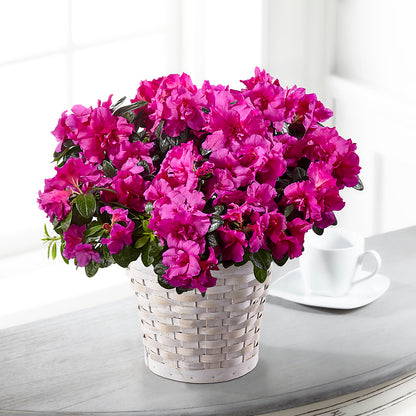Hope & Serenity Azalea Plant –  Menlo Florist, Menlo Park CA