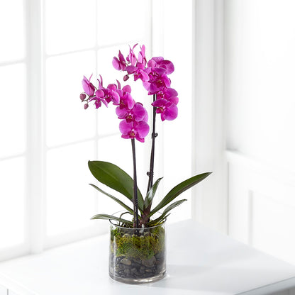 Pink Orchid Plant –  Menlo Florist, Menlo Park CA