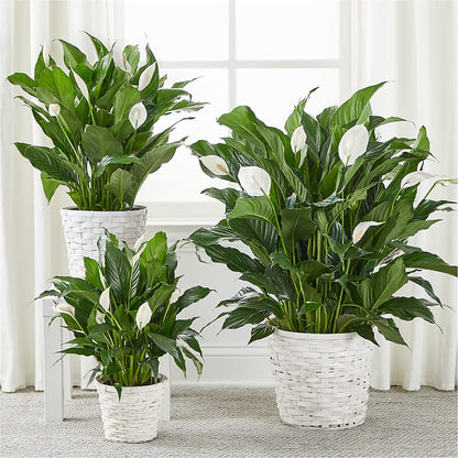 A New Leaf Peace Lily –  Menlo Florist, Menlo Park CA