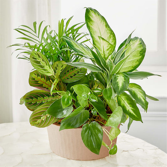 Balance & Harmony Dishgarden –  Menlo Florist, Menlo Park CA