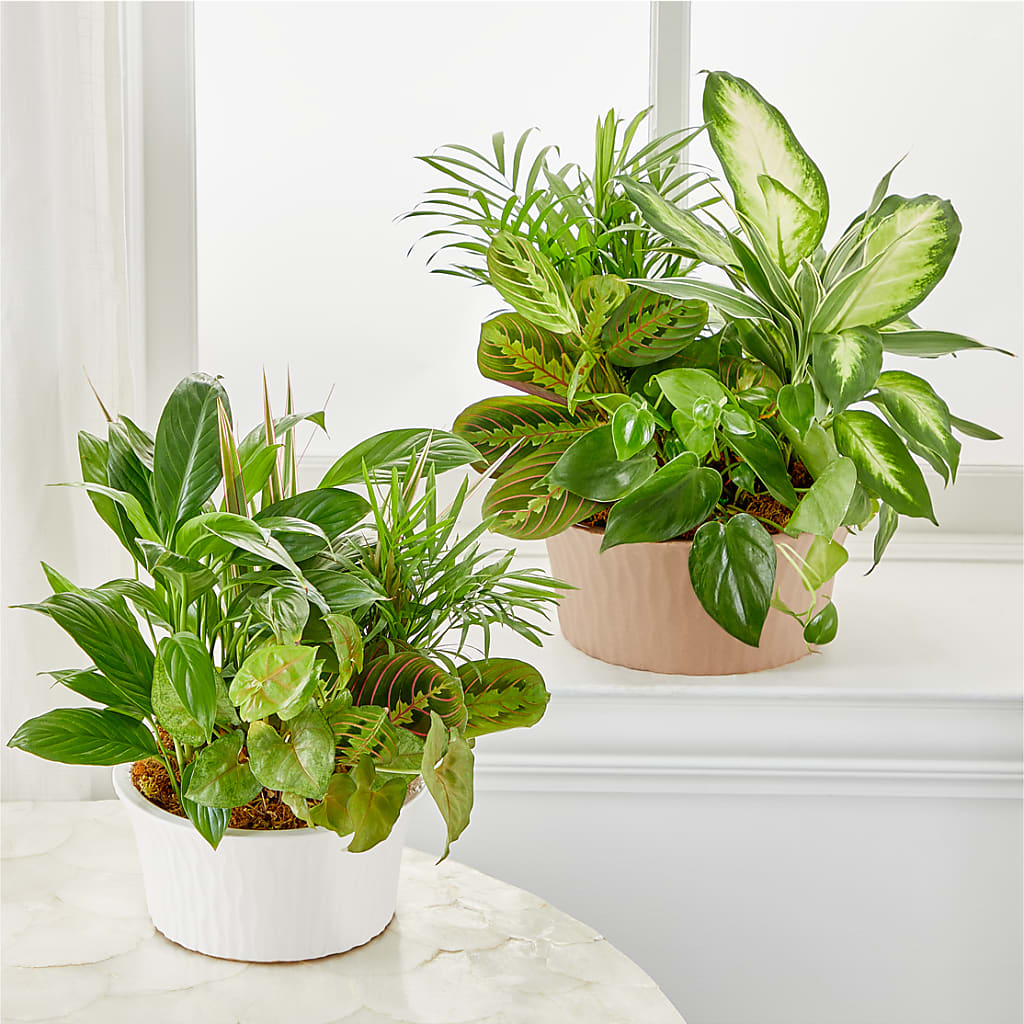 Balance & Harmony Dishgarden –  Menlo Florist, Menlo Park CA