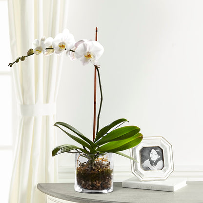 White Orchid Planter –  Menlo Florist, Menlo Park CA