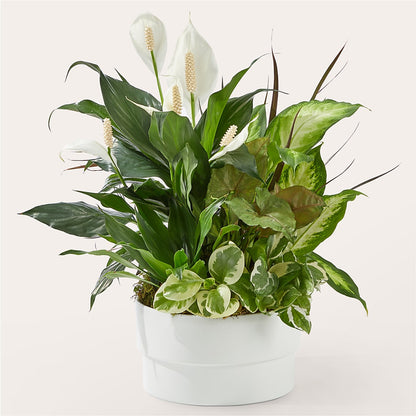 Radiating Positivity Dishgarden